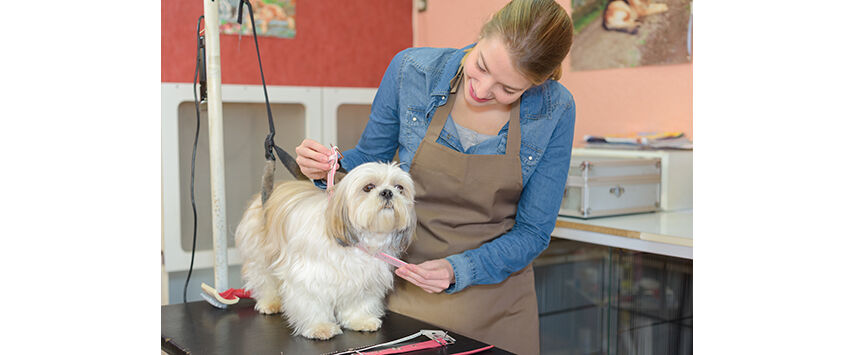 Safety Tips for Grooming Salons